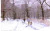 snow_central_park.jpg (486846 bytes)