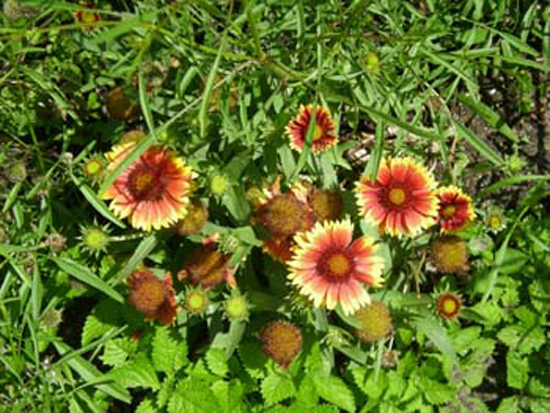 DSCN1173