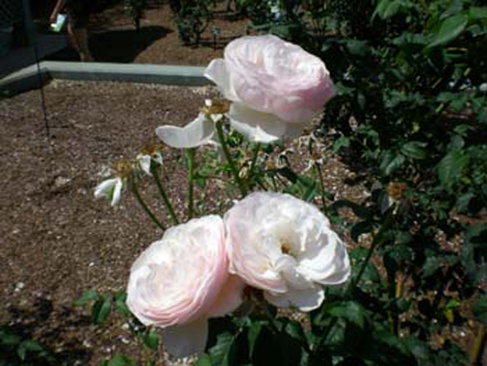 DSCN1184