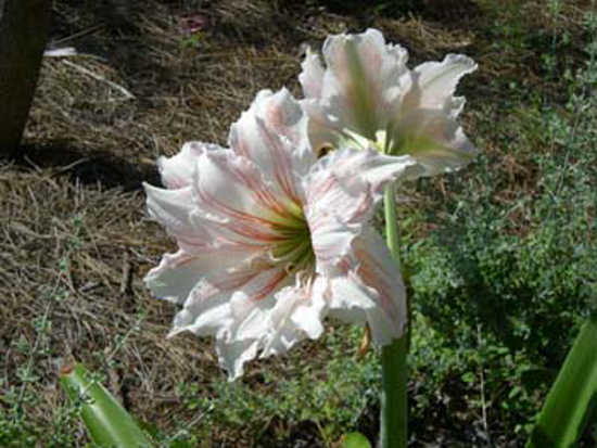 DSCN1200