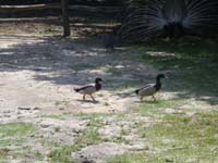 DSCN0903