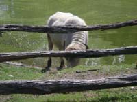 DSCN0906