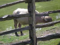 DSCN0908