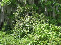 DSCN0958