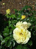 DSCN1183