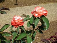 DSCN1186
